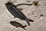 Museum Quality Fossil Fish Mortality Plate - Ready to Hang #370784-9